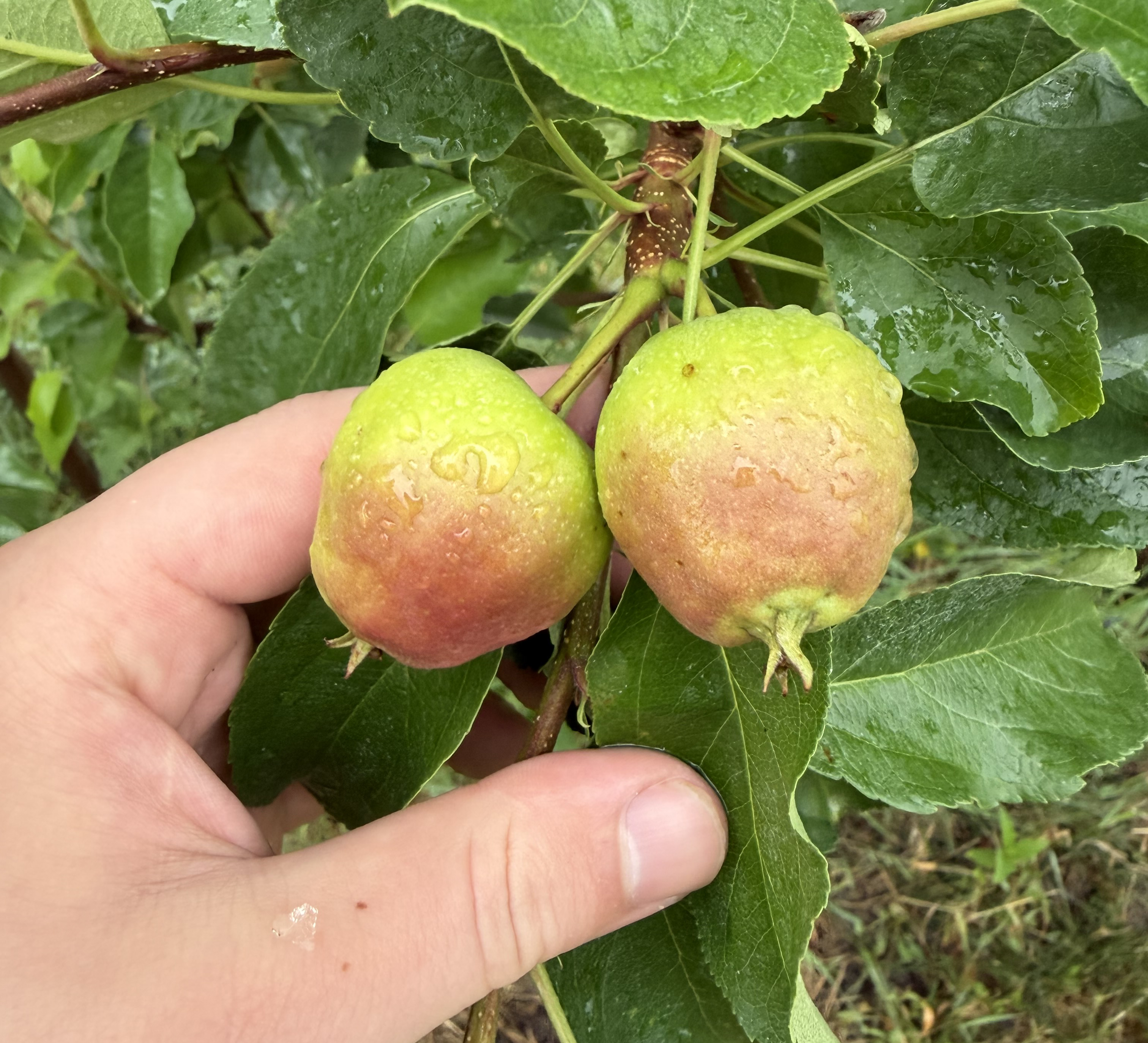 A hand supporting two ripening apples